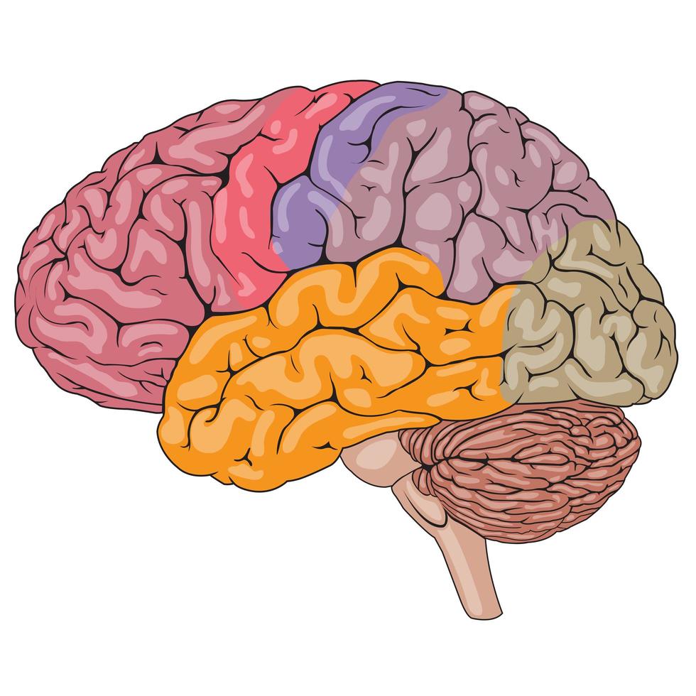 Imagen de un cerebro humano, donde resaltan, en diferentes colores, sus distintas partes